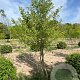 Ginkgo biloba 300-350 cm draadkluit meerstammig