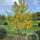 Ginkgo biloba 300-350 cm draadkluit meerstammig
