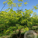 Gleditsia triacanthos 'Sunburst Locust' 200-250 cm draadkluit meerstammig