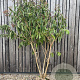 Heptacodium miconioides 200-250 cm draadkluit meerstammig