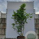 Juglans regia 300-350 cm draadkluit meerstammig