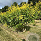 Koelreuteria paniculata 200-250 cm draadkluit meerstammig