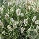 Lavandula ang. 'Ellagance Snow' GM P13 Biologisch