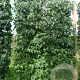 Liquidambar styraciflua 16-18 cm draadkluit 50 cm stam schermvorm laag