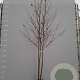 Liquidambar styraciflua 300-350 cm draadkluit meerstammig