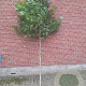 Liquidambar styraciflua 10-12 HO draadkluit