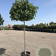 Liquidambar s. 'Gum Ball' 16-18 HO container boven vered. 225 cm stam