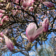 Magnolia soulangeana 175-200 cm container meerstammig