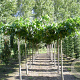 Morus alba 'Fruitless' 25-30 cm draadkluit 240 cm stam dakvorm