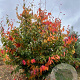Parrotia persica 200-250 cm draadkluit meerstammig
