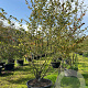 Parrotia persica 350-400 cm draadkluit meerstammig