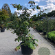 Parrotia persica 'Bella' 250-300 cm container meerstammig