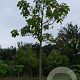 Paulownia tomentosa 30-35 HO draadkluit