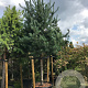 Pinus sylvestris 18-20 HO draadkluit