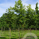 Platanus or. 'Minaret' 18-20 HO draadkluit