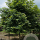 Platanus or. 'Minaret' 25-30 HO draadkluit