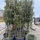 Quercus ilex 200-250 cm container meerstammig