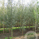 Salix alba 'Belders' 20-25 HO draadkluit