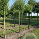 Salix alba 'Chermesina' 18-20 HO draadkluit Knotvorm 240 cm stam