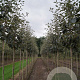 Sorbus intermedia 'Brouwers' 12-14 HO draadkluit