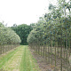Sorbus intermedia 'Brouwers' 12-14 HO draadkluit