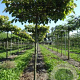 Tilia henryana 20-25 cm draadkluit 240 cm stam dakvorm