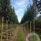 Ulmus 'Columella' 20-25 HO draadkluit