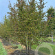 Cornus mas 250-300 cm draadkluit meerstammig
