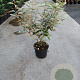 Elaeagnus ebbingei 60-80 cm 5,0L