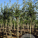 Malus d. 'Jonagold' 10-12 HO draadkluit