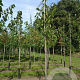 Prunus a. 'Regina' 16-18 HO draadkluit