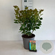 Cotinus coggygria 50-60 cm 6,5L
