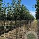 Prunus l. 'Novita' 10-12 HO draadkluit