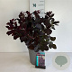 Cotinus cog. 'Royal Purple' 50-60 cm 6,5L