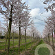 Prunus yedoensis 25-30 HO draadkluit