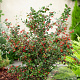 Cotoneaster franchetii 40-60 cm wortelgoed struik