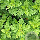 Artemisia vulgaris GM P13 Biologisch