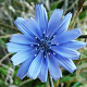 Cichorium intybus GM P13 Biologisch