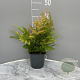 Dryopteris erythrosora GM 2,0L