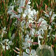 Gaura lindheimeri GM P13 Biologisch