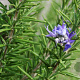 Rosmarinus officinalis GM P13 Biologisch