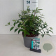 Deutzia hybrida 'Mont Rose' 50-60 cm 35L