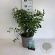 Deutzia scabra 'Plena' 60-80 cm 6,5L