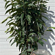 Eriobotrya japonica 120-130 cm 30L
