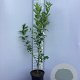 Euonymus europaeus 125-150 cm 5,0L