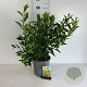 Forsythia int. 'Spectabilis' 60-80 cm 6,5L