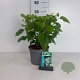 Hydrangea a. 'Annabelle' 50-60 cm 35L