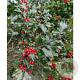 Ilex meserv. 'Mesid' 100 cm cont. 130L bol
