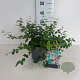 Kolkwitzia amabilis 40-50 cm 35L
