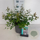 Kolkwitzia amabilis 'Pink Cloud' 40-50 cm 35L